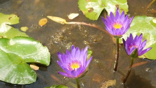 Floating Water Lilies in Pond. From Above of Green Leaves with Pink Water Lily Flowers Floating in