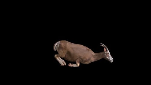 Brown Bighorn Sheep Laying Down and Standing Up