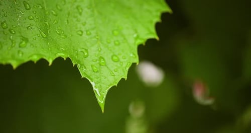 Rain Drops Falling from a Green Leaf