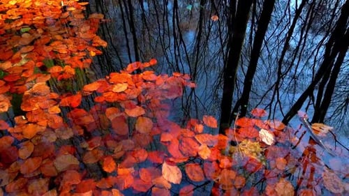 Reflexion von Herbstbäumen im Wasser mit abgefallenen Blättern.