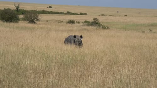 Rhino Grazing in the Tall Grass of Africa
