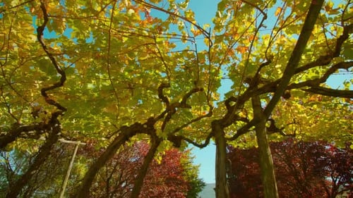 Autumnal Canopy with Yellow Leaves in the Daytime