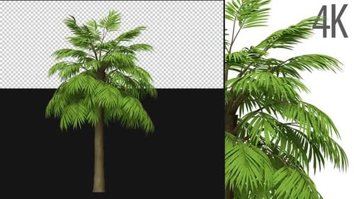 Animated Realistic Palm Tree Element with Alpha Channel