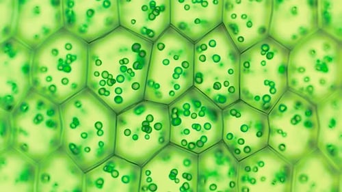 Generische grüne Pflanzenzellen unter dem Mikroskop. Nahtlose Looping-Animation.