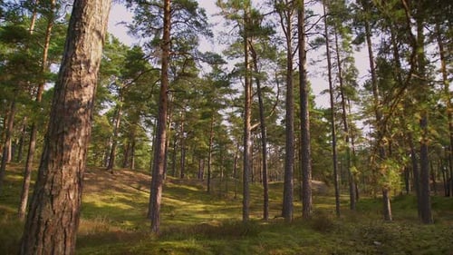 Schlendern Sie an einem sonnigen Tag durch einen moosigen Pinienwald