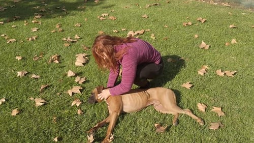 woman stroking her boxer dog in the park