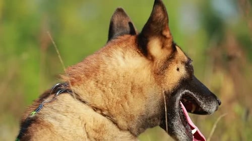 Ralenti de gros plan du visage d'un chien malinois
