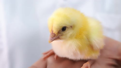 Adorable Yellow Chick Resting on a Person's Hand