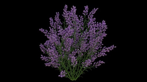 Growing Levander Flowers