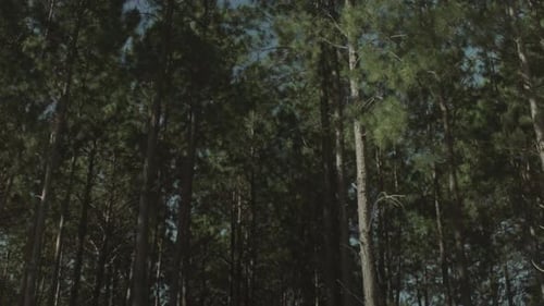 Stand of tall slender pine trees