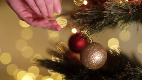 Woman Hand Hanging Decorative Gold Ball on Christmas New Year Tree Branch Against Background of