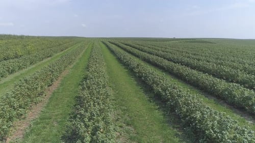 Aerial view of a currant plantation in a land