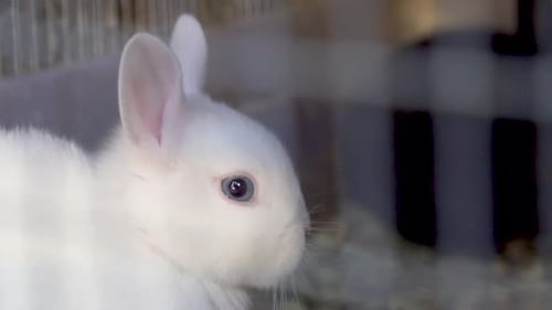 Close-Up of White Rabbit in Enclosure
