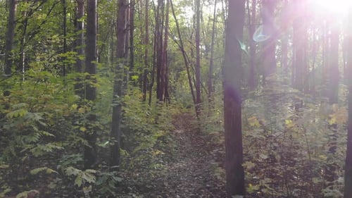 Beautiful Trail in the Autumn Forest or Park