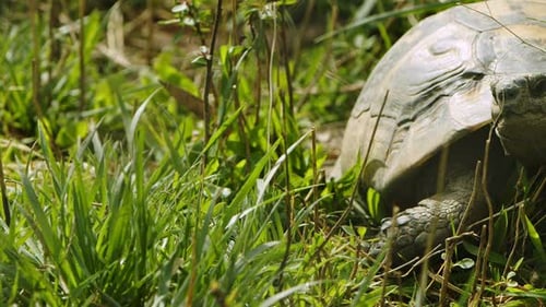 Animal Turtle On A Grass 1