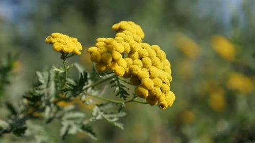 Yellow Tansy Flowers Blooming in Sunny Meadow