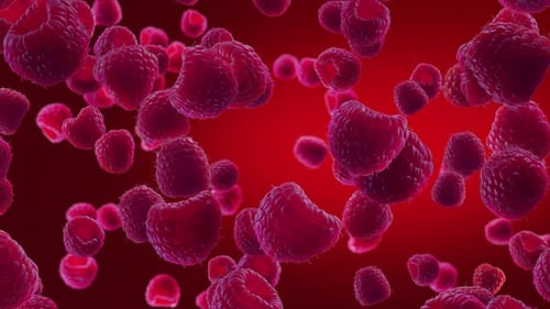 Flying Raspberries Background Loop on Vibrant Red