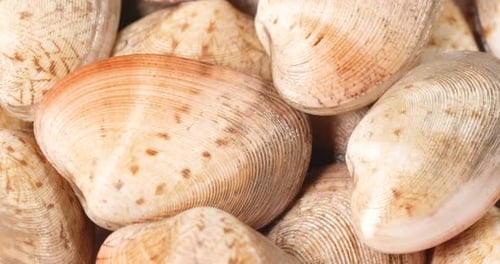 Fresh raw clam