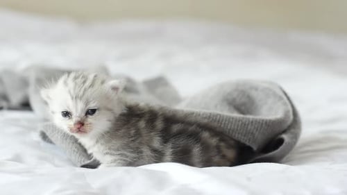 Tiny Kitten Resting on Soft Blanket