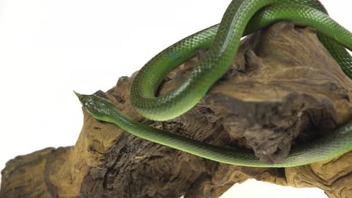 Rhinocéros Ratsnake ou Rhynchophis Boulengeri. Également connu sous le nom de serpent rhinocéros, serpent rat rhinocéros