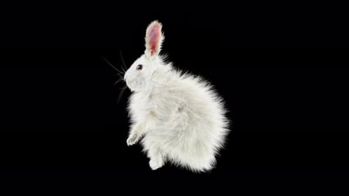Cute Realistic White Rabbit Animation