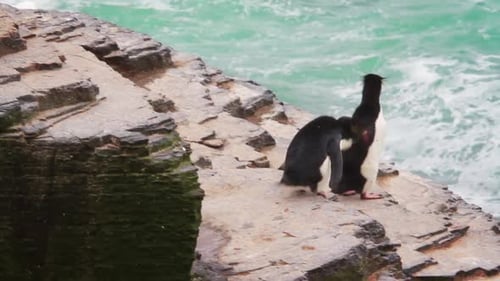 Rockhopper Penguins Waddle on Rocky Coastline by the Sea