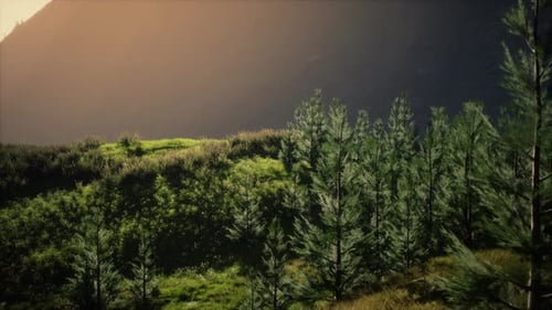 Serene Pine Forest Landscape Flyover