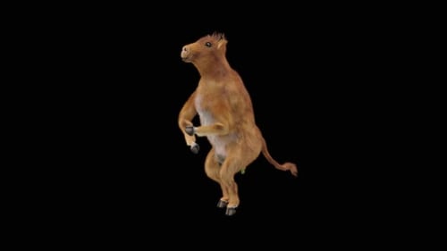3D Animated Calf Dancing on Hind Legs