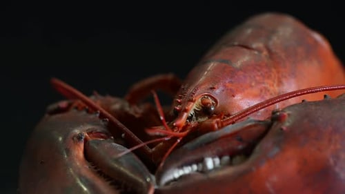 Cooked Lobster 32