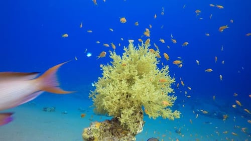 Coral Garden Orange Fish