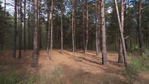 Autumn Forest With Fallen Branches