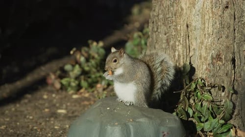 Cute Squirrel Eating a Snack on a Rock