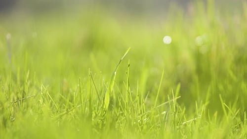Closeup of Green Grass with Long Blades Growing on Lawn in Summer