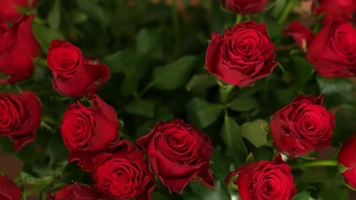 Red Roses
