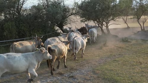 Cattle Herd Walks Through Rural Grassy Field