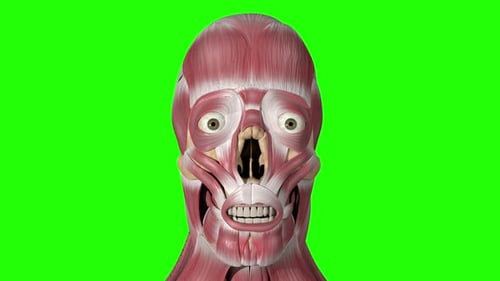 3D Animated Human Head Revealing Muscle and Bone Layers