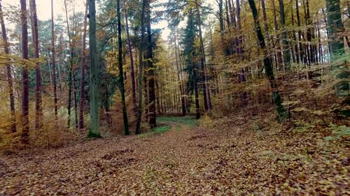 Herbstregenwald mit goldenen Blättern, Polen, Europa