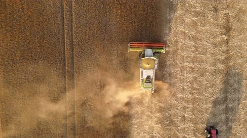 Aerial View of Combine Harvester Working During Harvesting Season on Large Ripe Wheat Field