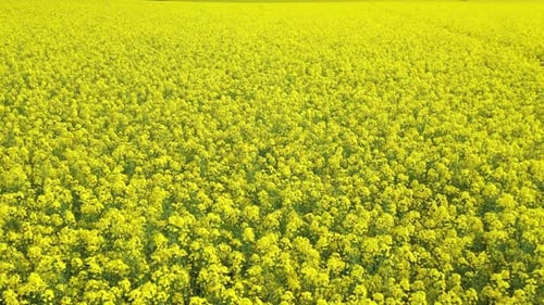 Rapeseed Field 06