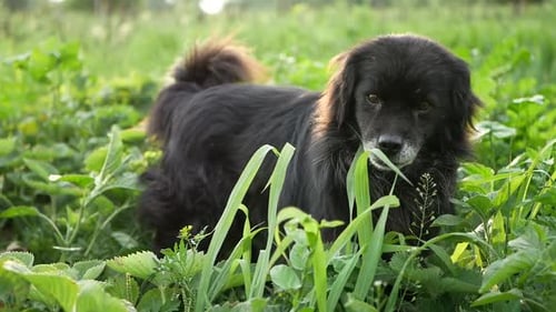 Beautiful chong dog funny eating grass, dog on green grass