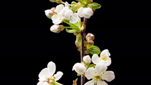 Time Lapse of Blooming Cherry Flowers