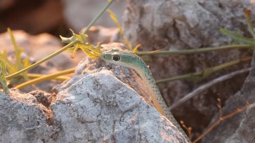 Primer plano de una serpiente de un arbusto manchado entre las rocas