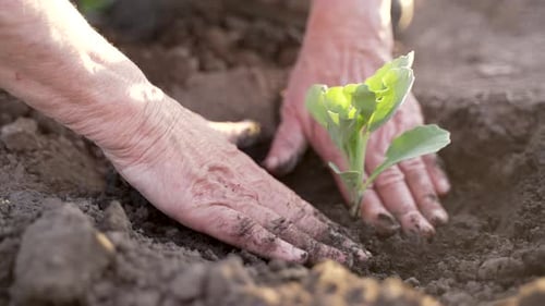Growing Organic Food in Garden From Seedling