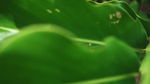 Close-up view of textured green leaves of plant in slow motion