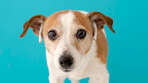 Chien drôle avec des tubes dans les oreilles