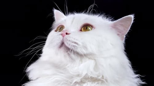 Cute Highland Straight Fluffy Cat Closely Follows an Object and Turns Head on Black Background