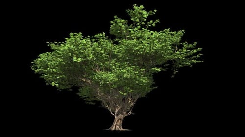 Tree With A Green Crown