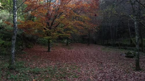 Wald im Herbst mit Laub bedecktem Boden