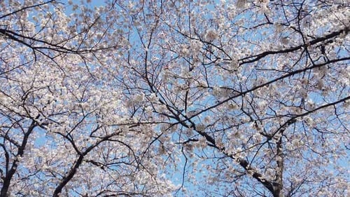 Kirschblüten-Baum