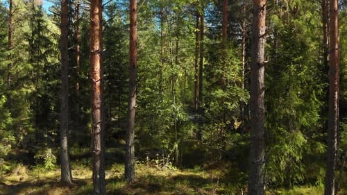 Gehen Sie langsam tiefer in den schönen grünen Wald.